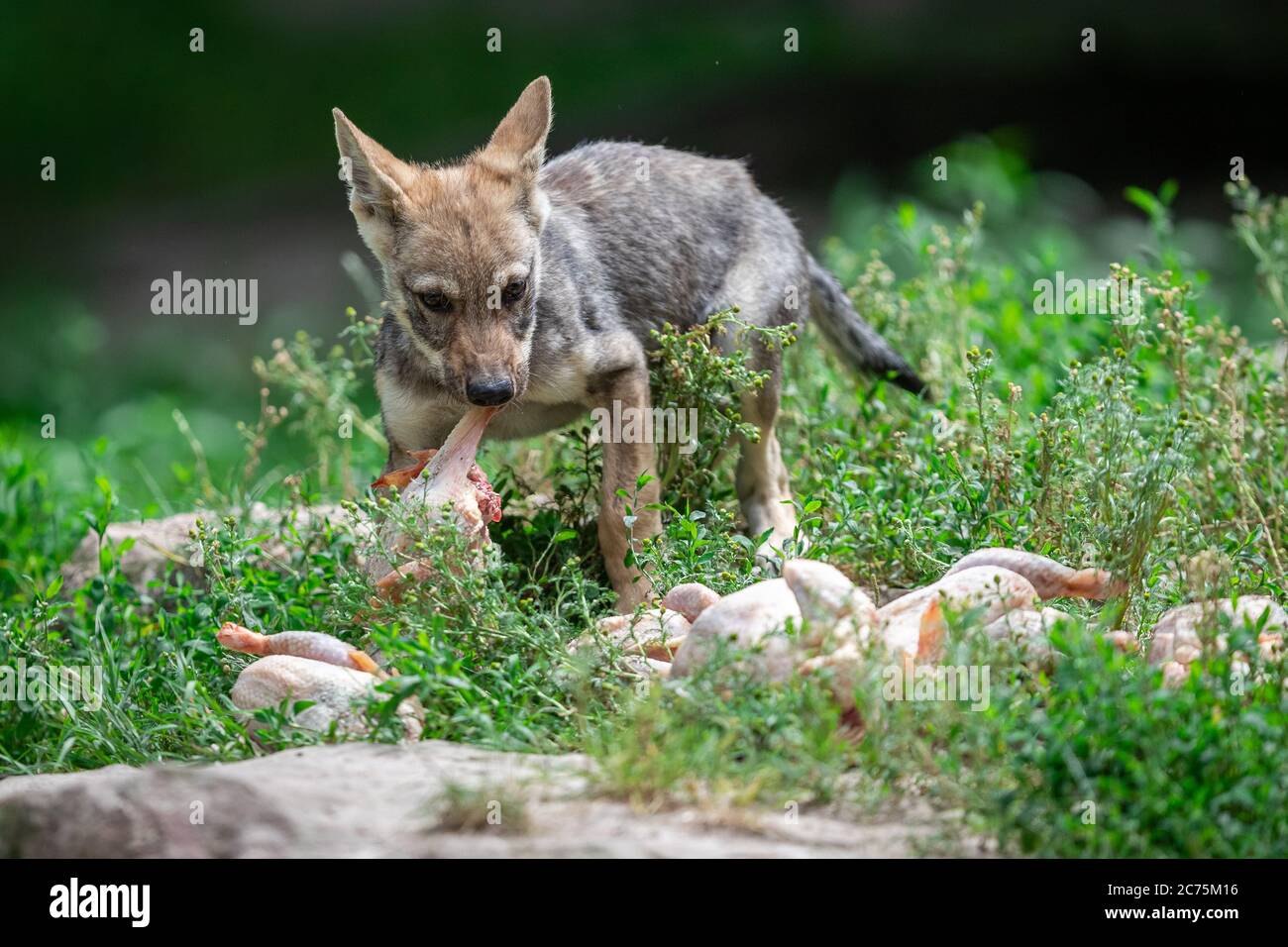 Baby grey wolf in the forest Stock Photo - Alamy