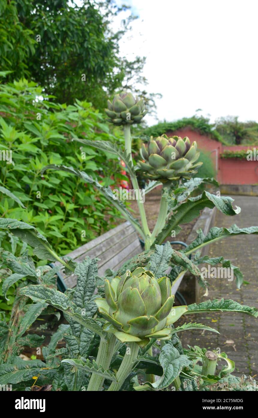The artichoke is a giant thistle flower bud. It is sometimes called the globe artichoke, or French artichoke to avoid confusion with the sunchoke Stock Photo