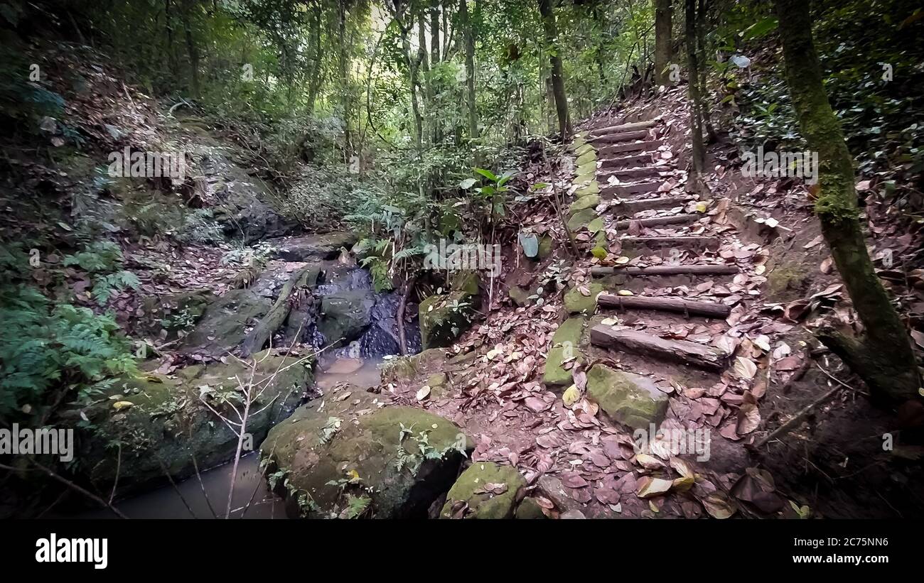 amazing pathway in the woods, besides a small stream of water. Stairs curved going to the sun. Brazilian forest Stock Photo