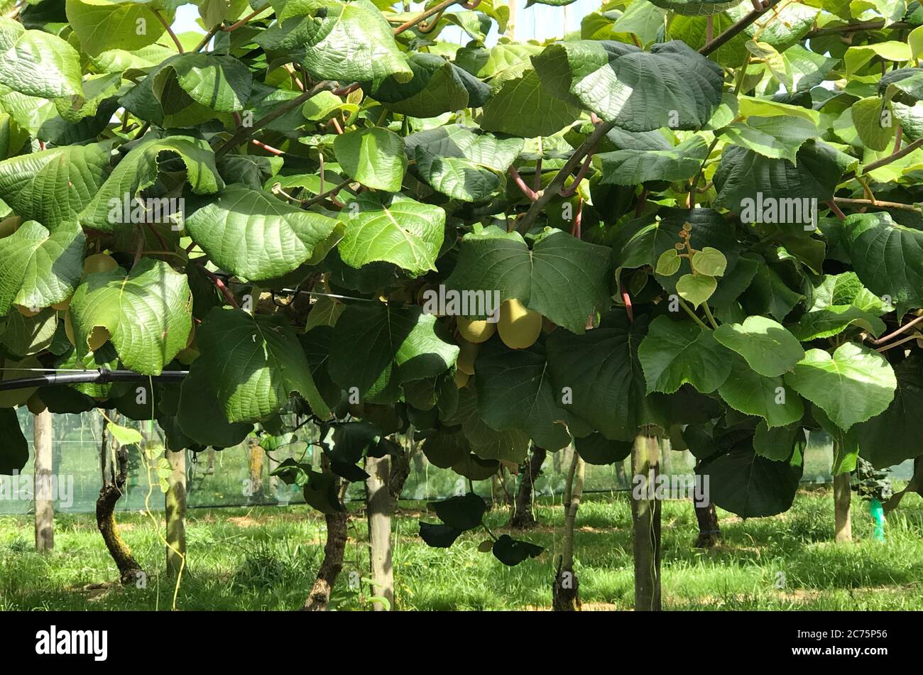 Kiwifruit, or Chinese gooseberry, is the edible berry of several species of woody vines in the genus Actinidia. Stock Photo