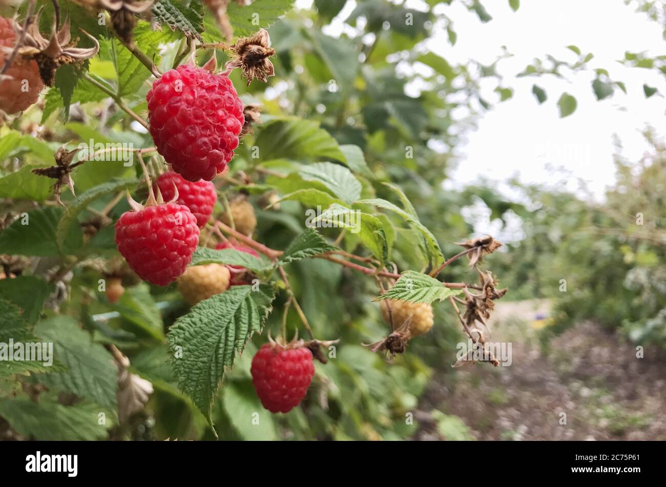 The raspberry is the edible fruit of a multitude of plant species in the genus Rubus of the rose family. Stock Photo