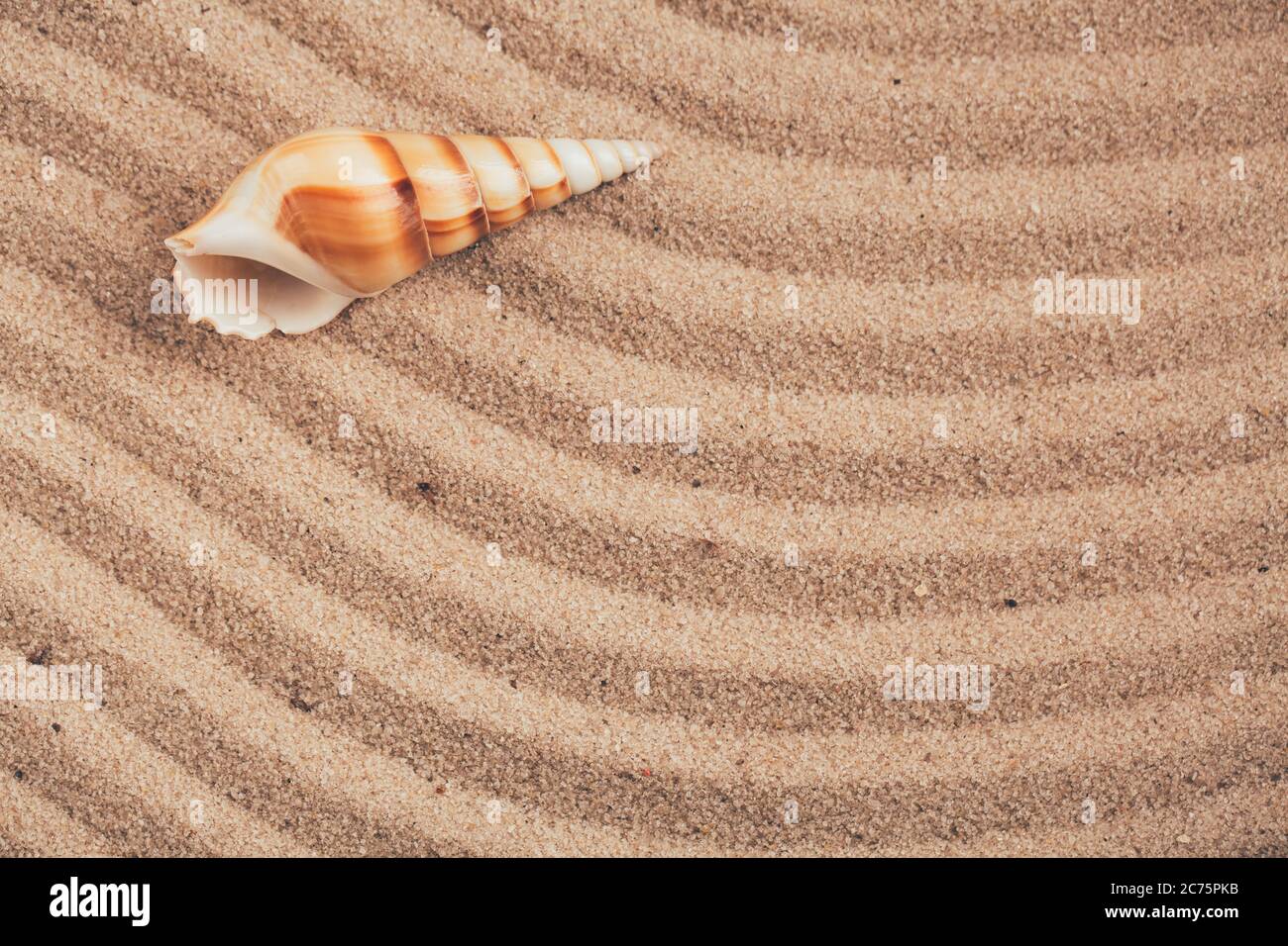 Long seashell lie on the dunes. Top view. Stock Photo