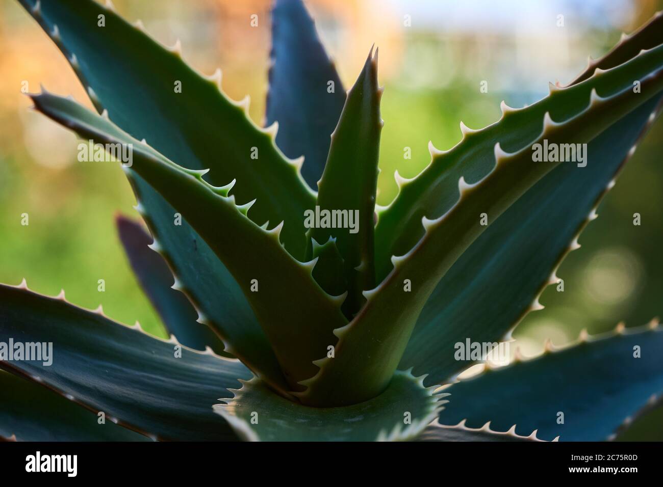 lip balm aloe Aloe Ice Lip Balm Pina Colada (SPF 15)