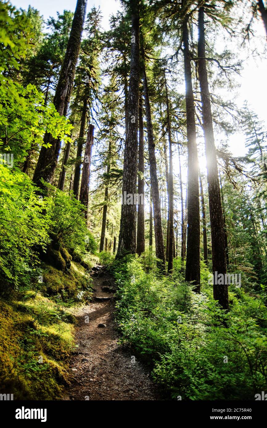 Hiking trail through Olympic Peninsula National park, Washington, United States Stock Photo