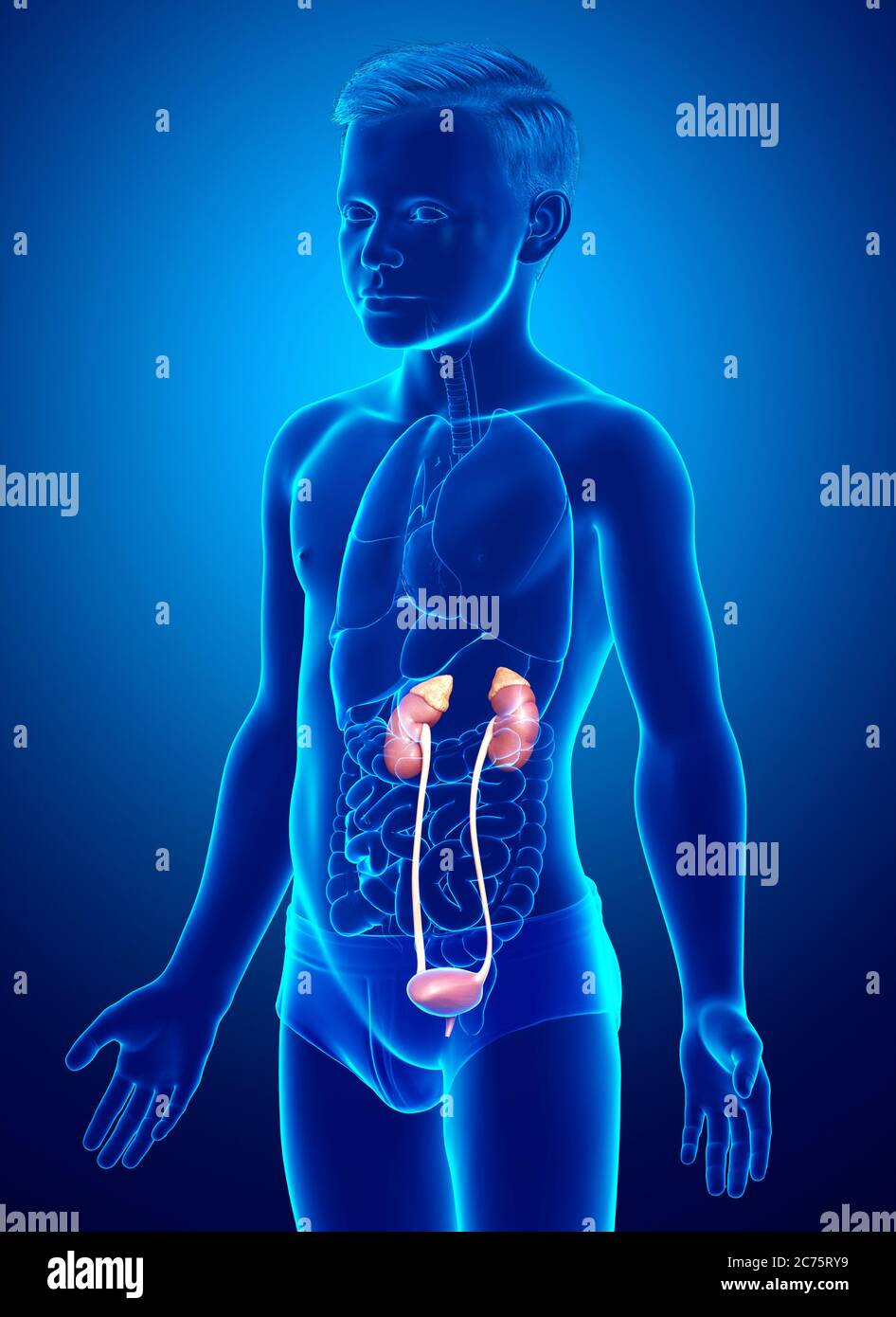 Infant Kidneys 3d rendered, medically accurate illustration of the young boy kidneys ...