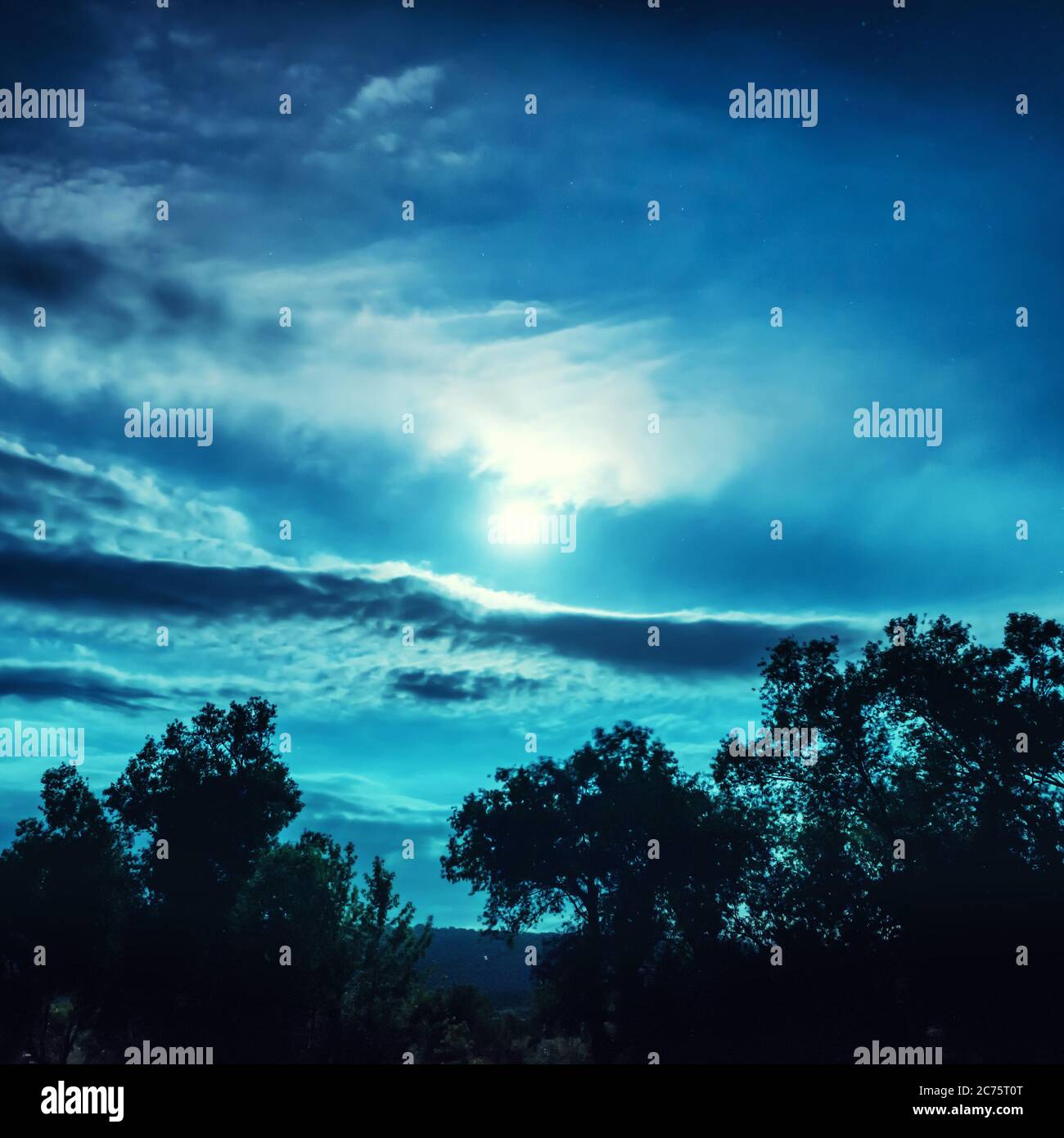 Full Moon night in the forest with trees and shining stars Stock Photo ...