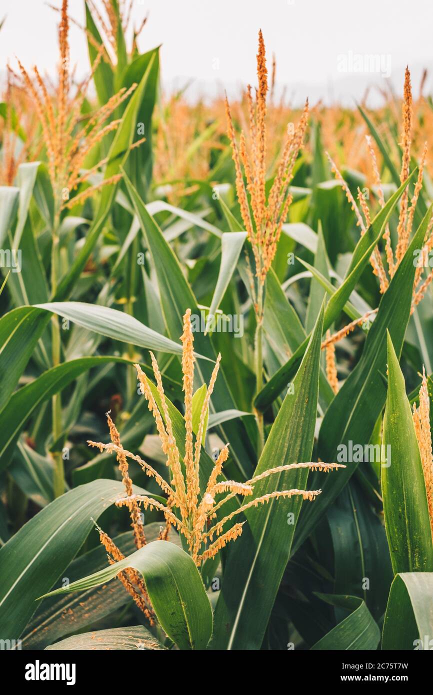 Filled frame of corn plants bearing golden tassel. Selected focus. Portrait  orientation Stock Photo - Alamy