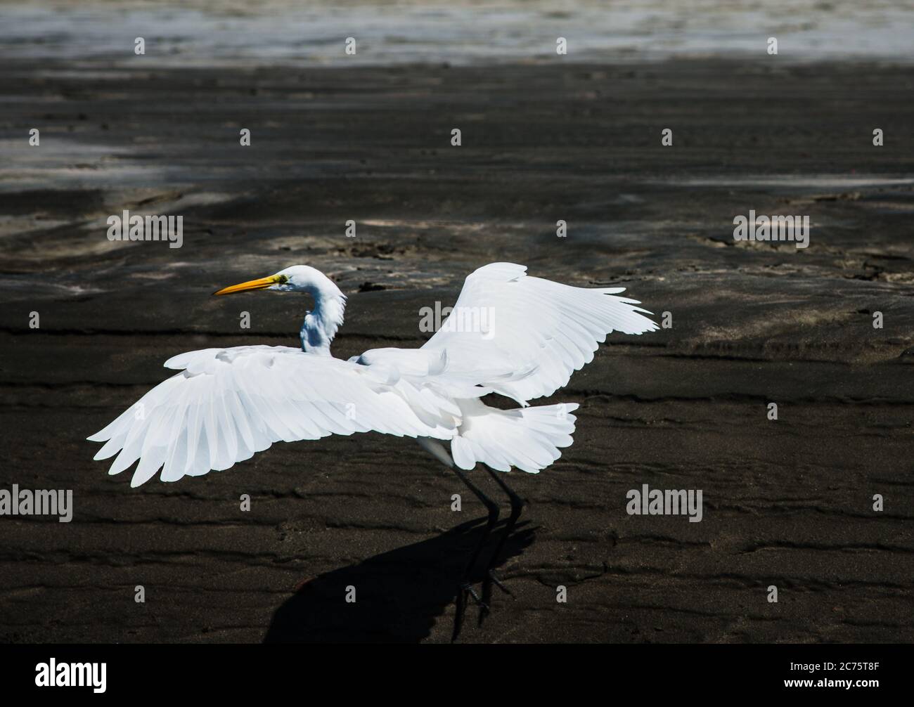 White Egret bird, Santa Catalina, Panama, Central America Stock Photo