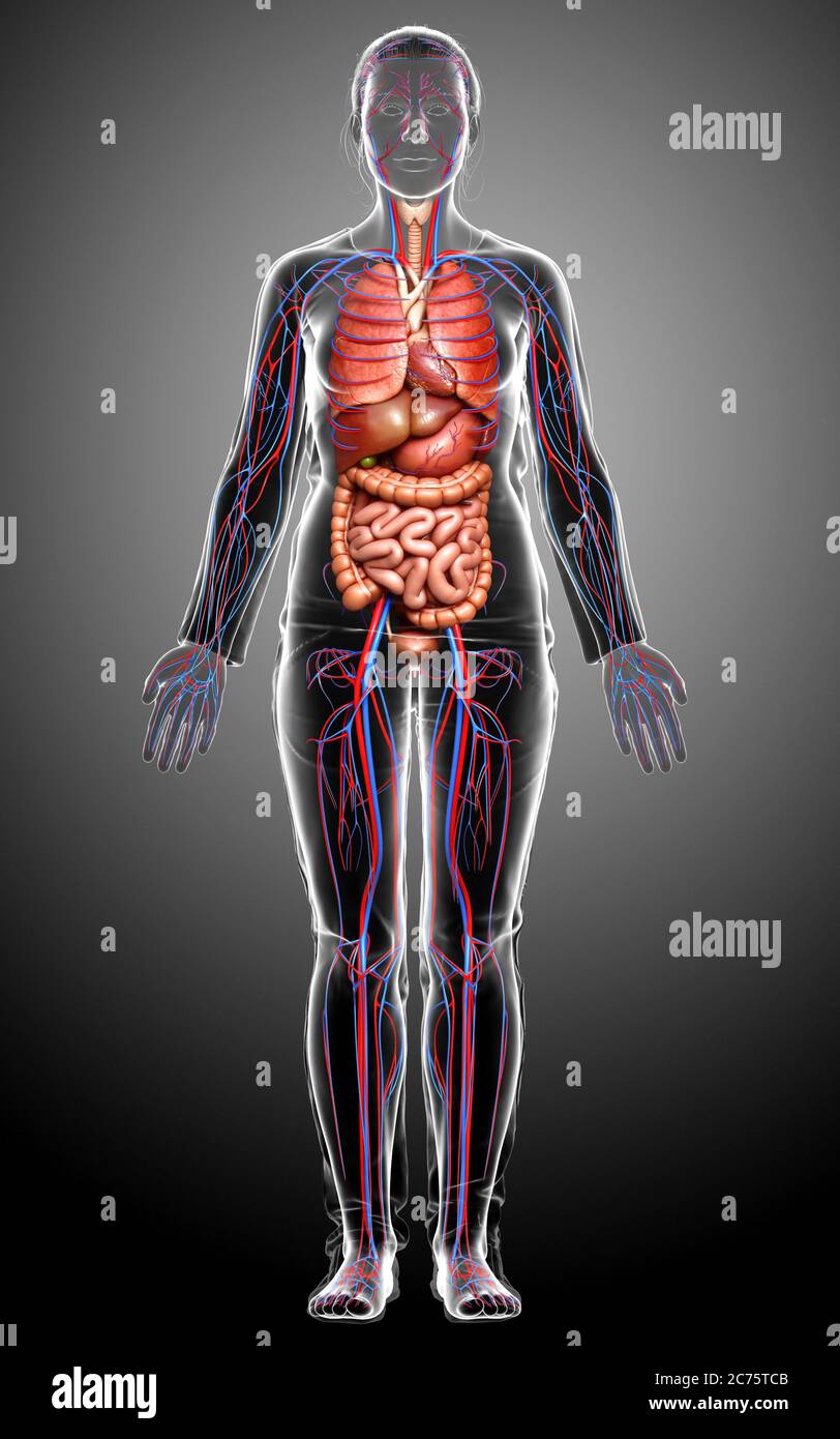 3d rendered medically accurate illustration of the female circulatory