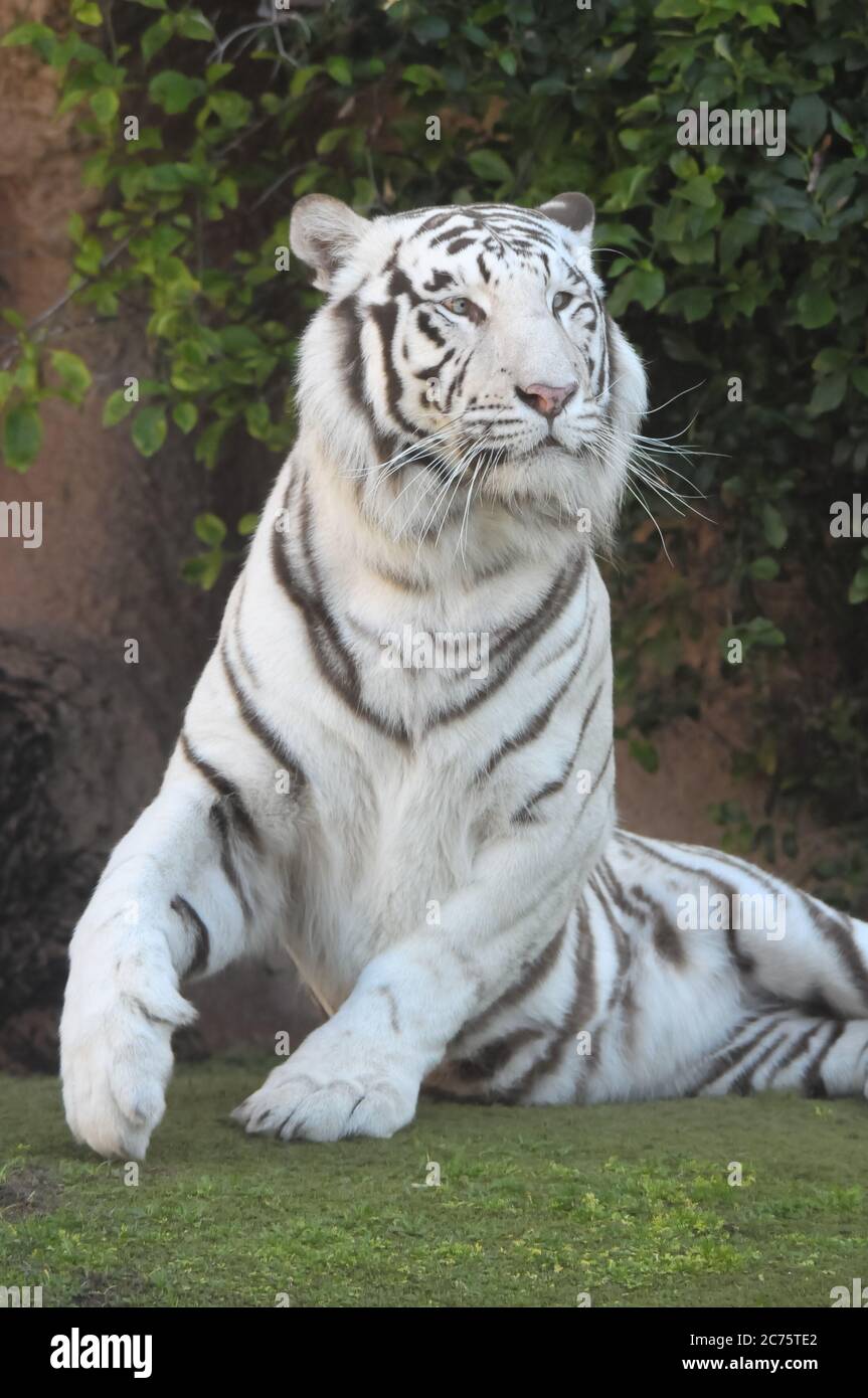 Rare Black and White Striped Adult Tiger Stock Photo - Alamy