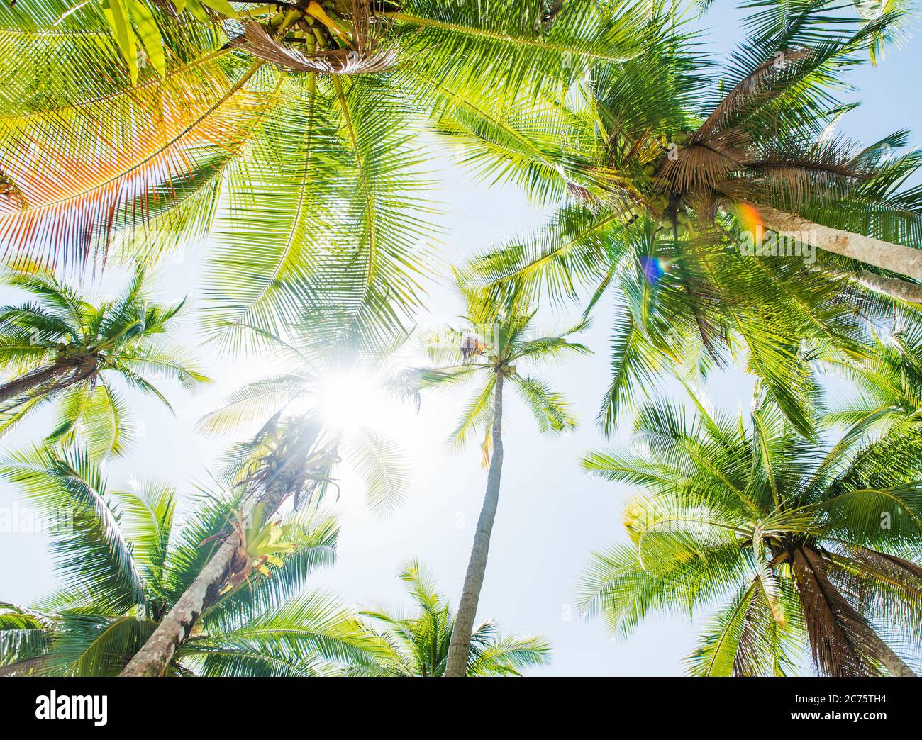 Palm tree leaves hi-res stock photography and images - Alamy