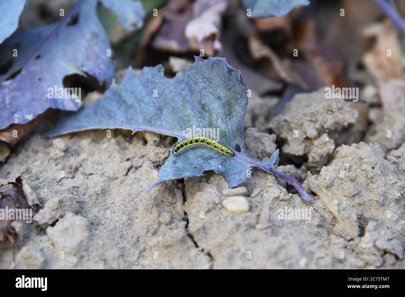 Black worm hires stock photography and images Alamy