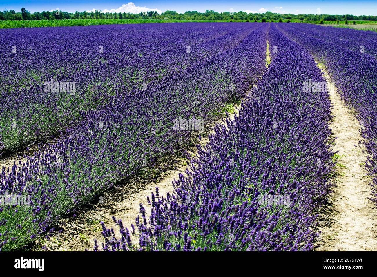 Italy, Porto Tolle (Rovigo), Veneto region : Lavender field of the Delta Po   Photo © Federico Meneghetti/Sintesi/Alamy Stock Photo Stock Photo