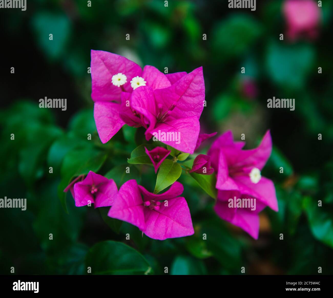 Pink bougainvillea flowers in the garden, Panama, Central America Stock Photo