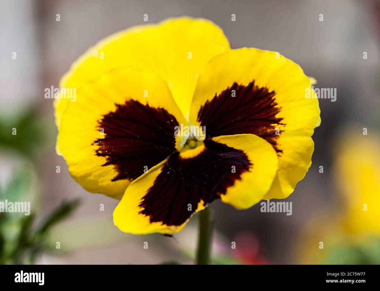 Pansy with Brown Centre Stock Photo