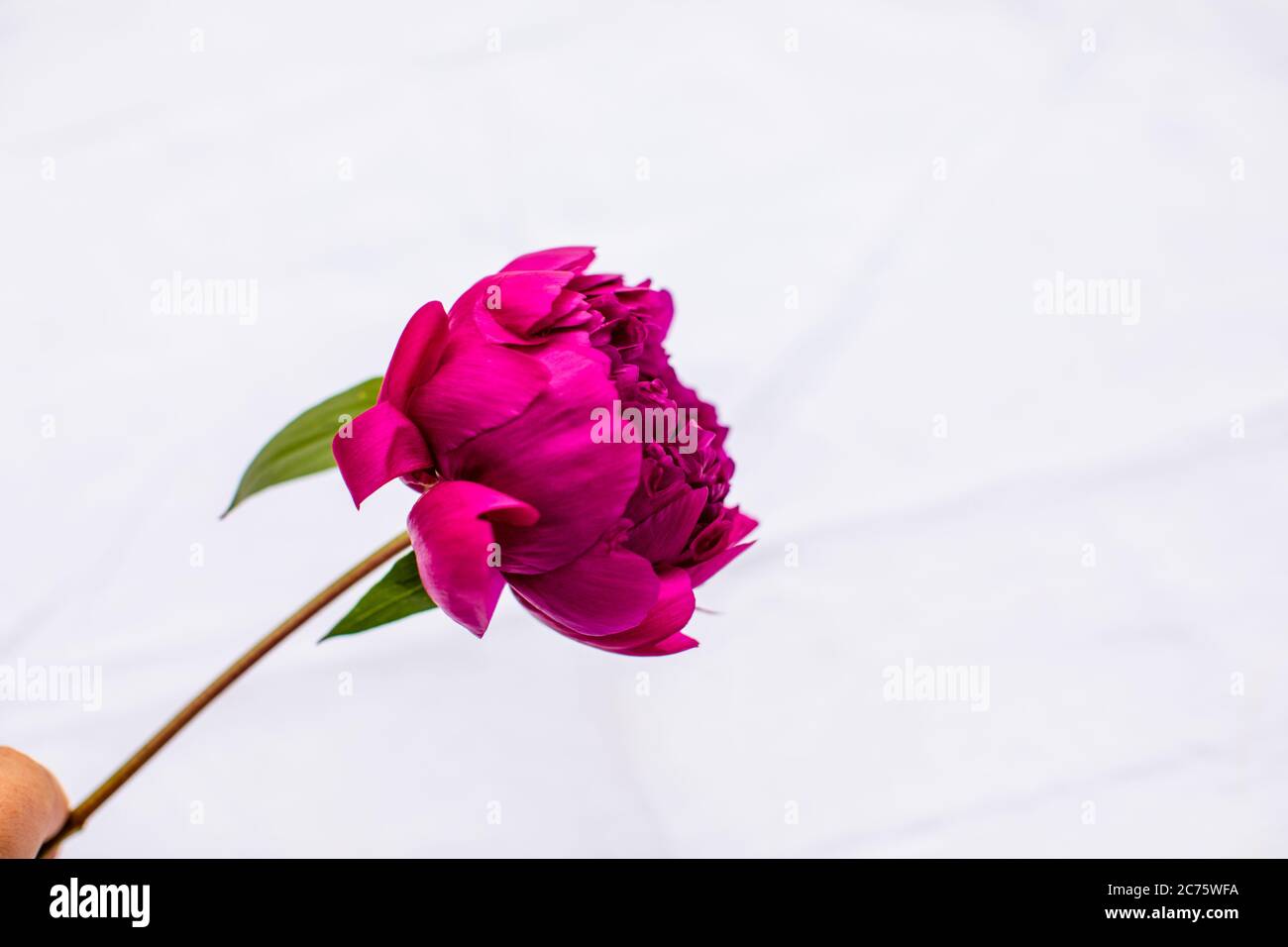 Pink peony flower isolated on white background Stock Photo - Alamy