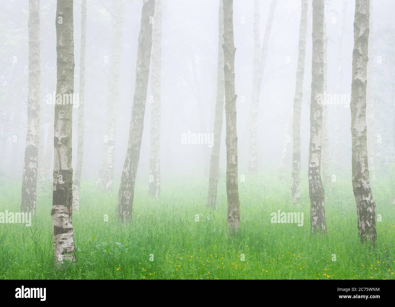 A stand of silver birch are separated from the woodland backdrop of Chevin Forest Park, Otley, by thick fog on a summer morning. Stock Photo