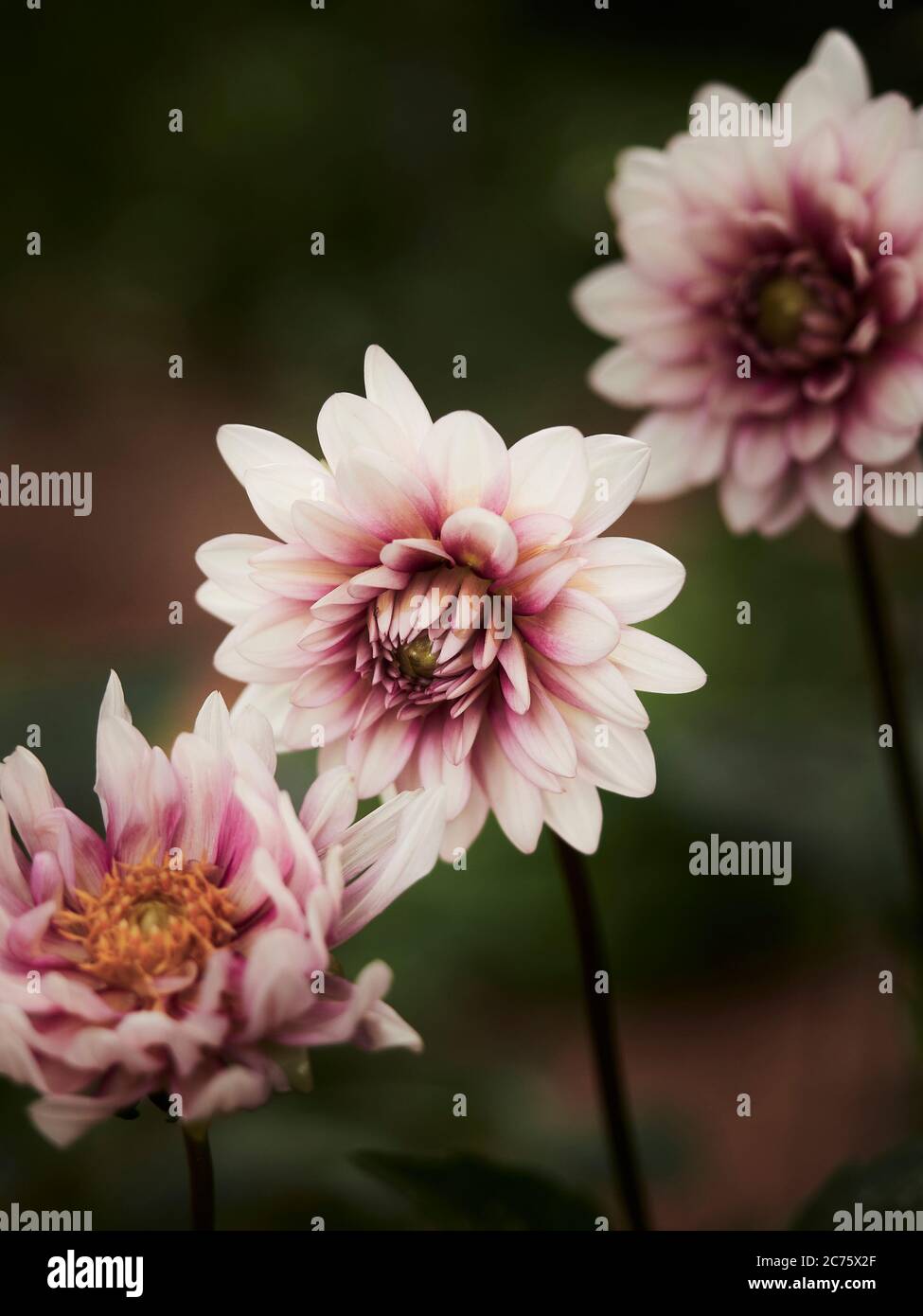 Dahlia pinnata or garden dahila in pink to purple color are members of the Asteraceae family of flowering plants found in home gardens. Stock Photo