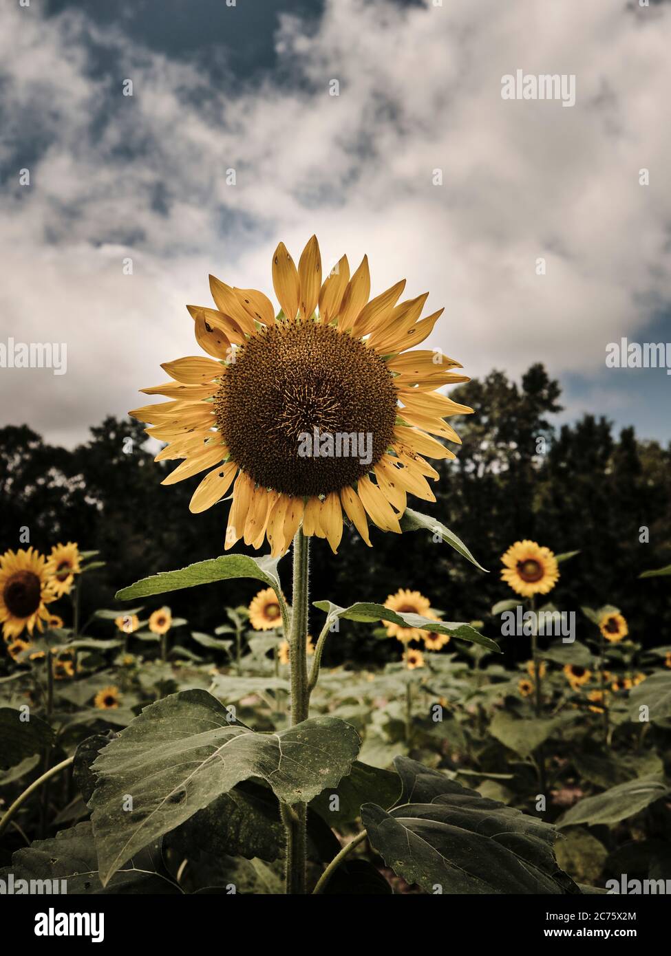 Close up of sunflower in full bloom in a sunflower field, facing the
