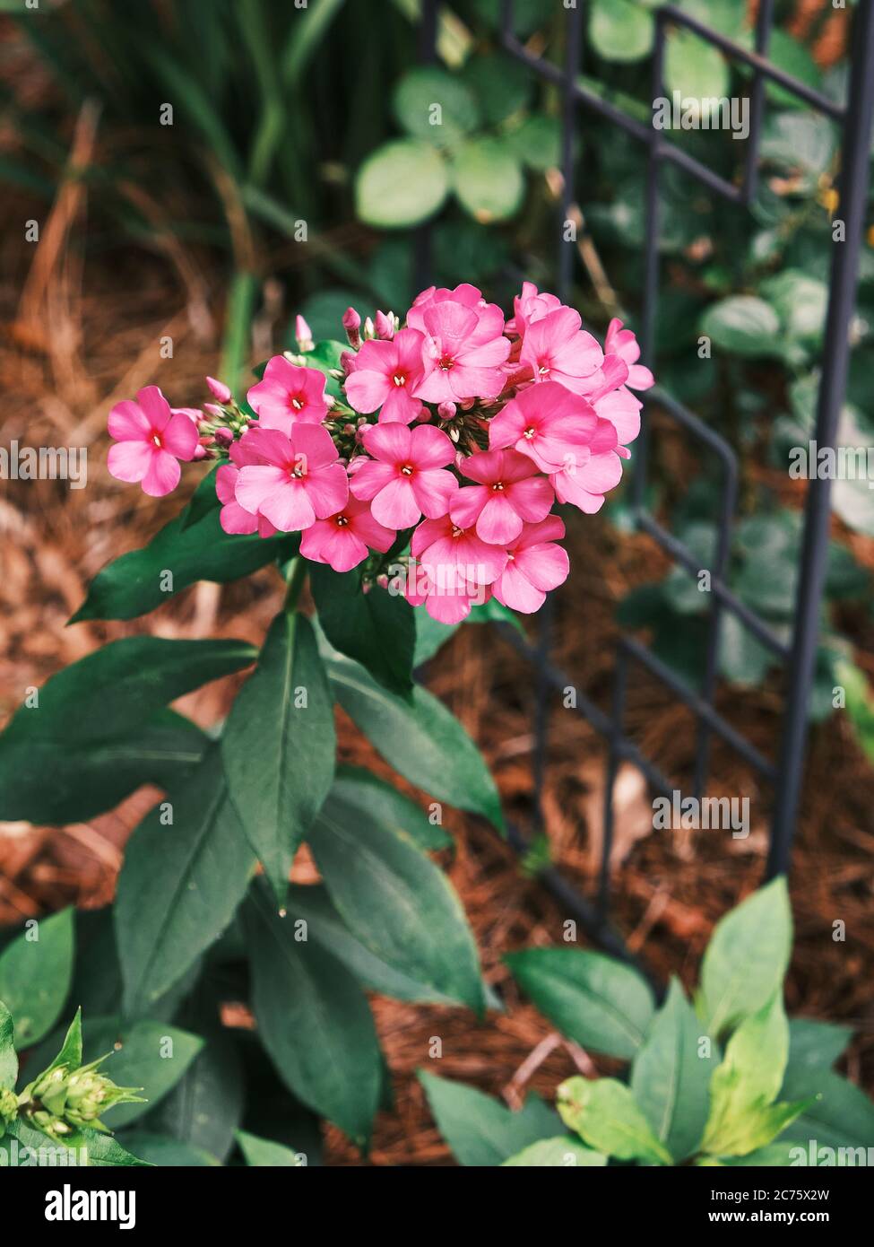 Pink or red phlox, a blooming perennial home garden plant  with showy bright color flowers. Stock Photo
