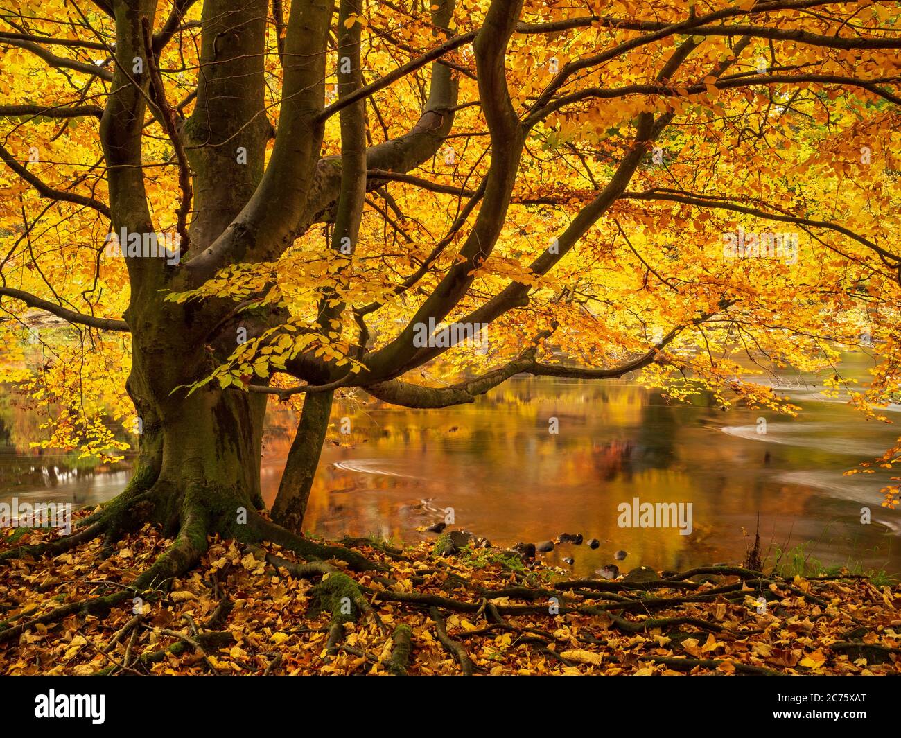 Beautiful autumn tones in Strid Wood near Bolton Abbey, Duke of Devonshire Estate, Wharfedale, as the leafy canopy is backlit by morning light. Stock Photo
