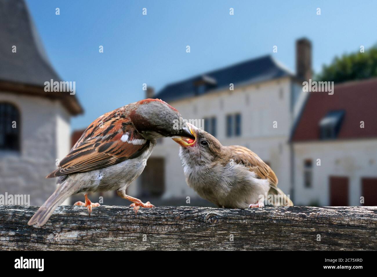 Common sparrow / house sparrow (Passer domesticus) male feeding juvenile on garden fence in summer Stock Photo