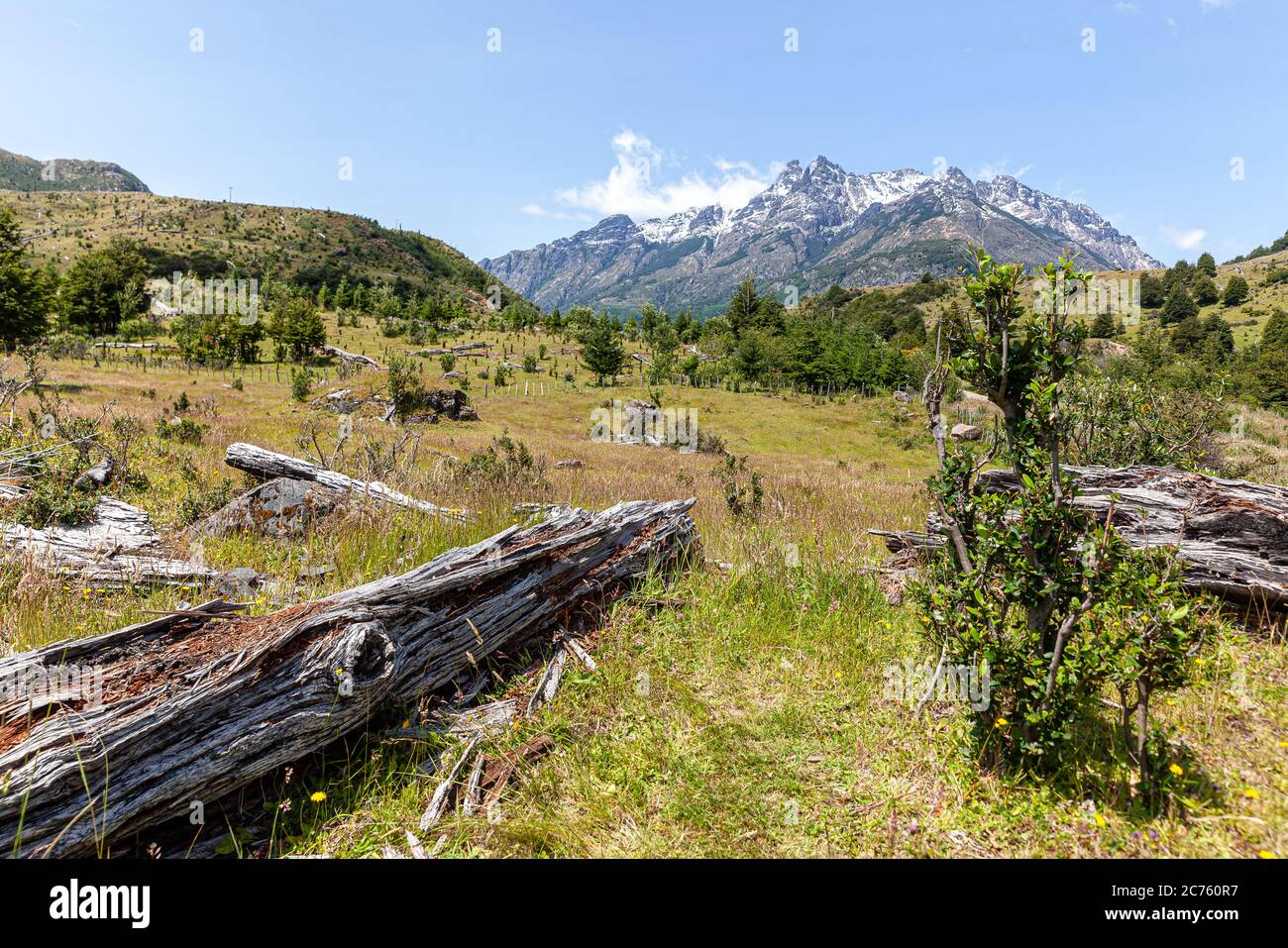 Dead tree rotting in meadow at Carretera Austral Route Aysén, Chile