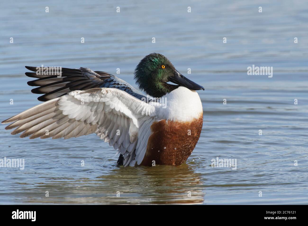 Northern shoveler (Anas clypeata) drake flapping its wings while swimming on a shallow lake, Gloucestershire, UK, February. Stock Photo