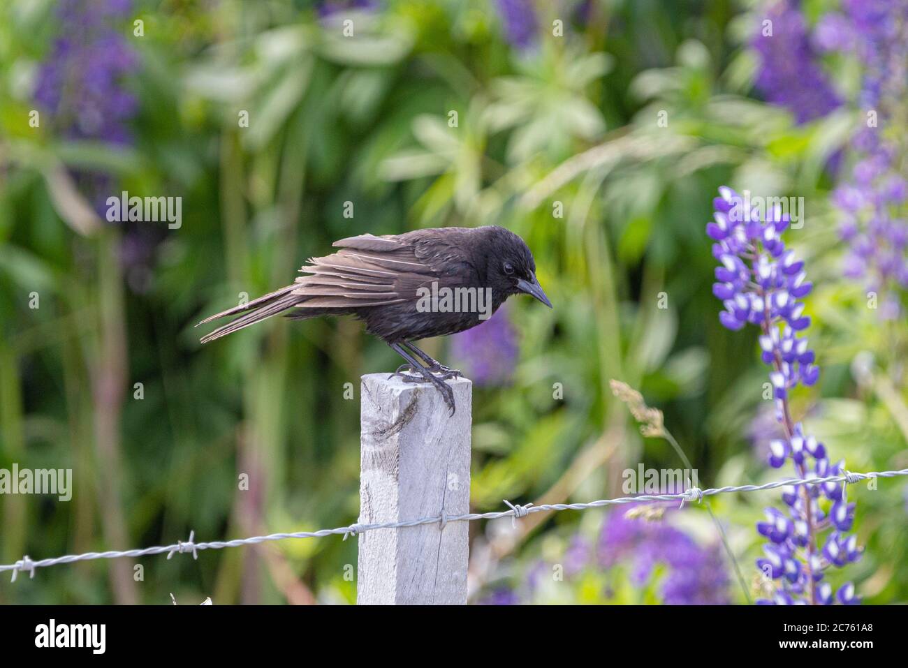 Black bird on a fence, bunch of lupines summer flower background Stock Photo