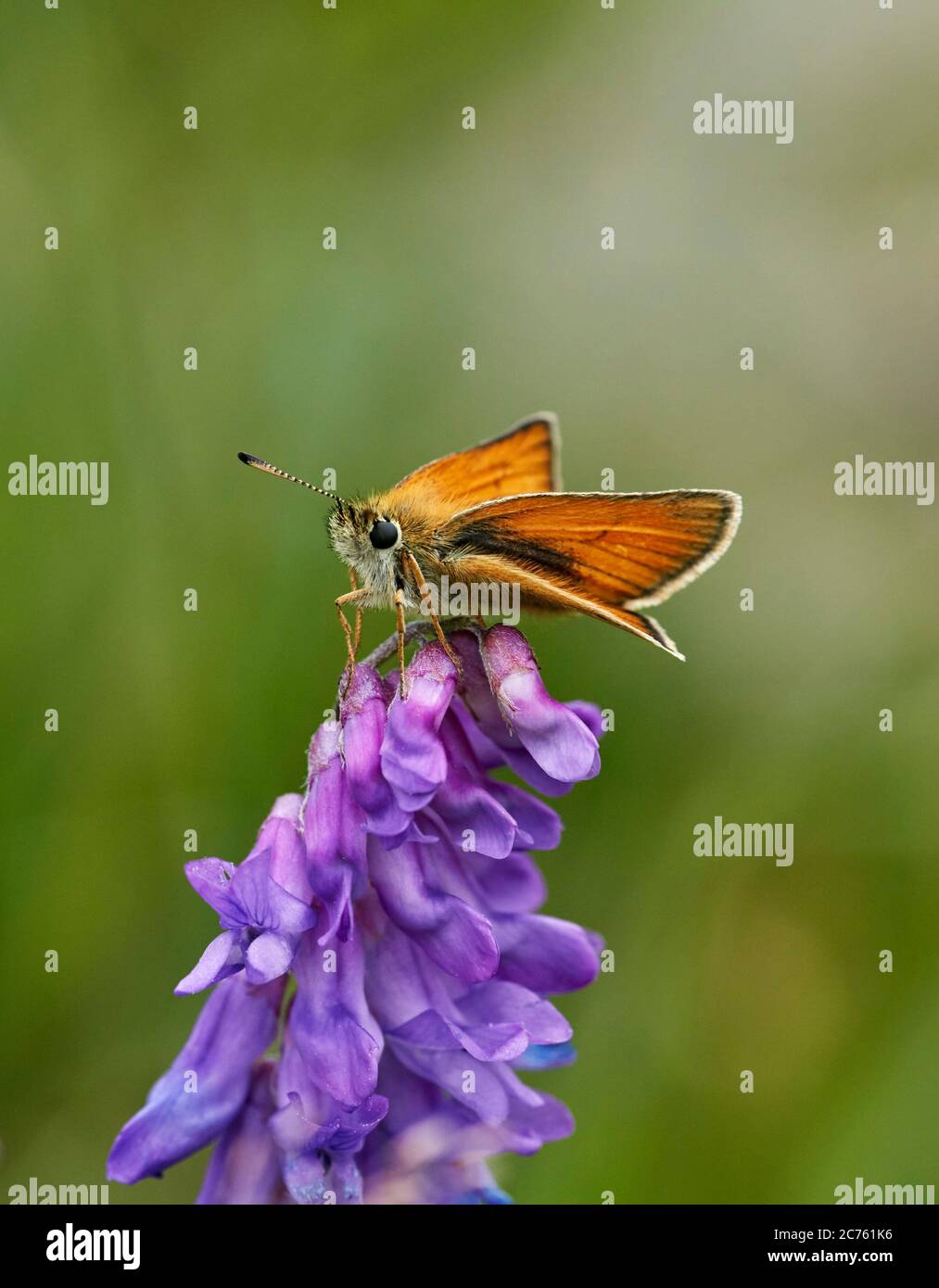 Essex Skipper perched on Tufted Vetch flower. Hurst Meadows, East Molesey, Surrey, England. Stock Photo