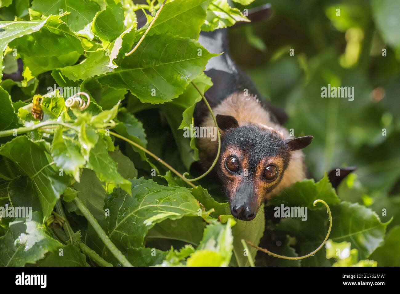 A wild and endangered Spectacled Flying Fox among some passionfruit vines at a wildlife hospital in Kuranda, Queensland. Stock Photo