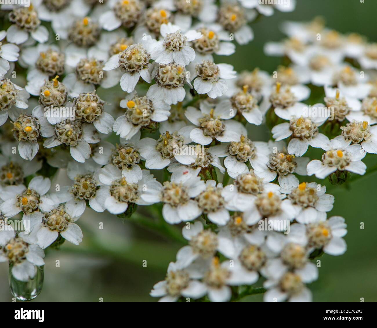 yarrow flower Stock Photo