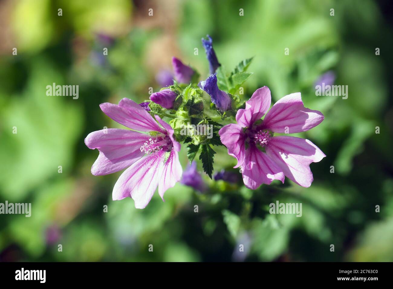 common mallow, high mallow, tall mallow, Wilde Malve, Große Käsepappel
