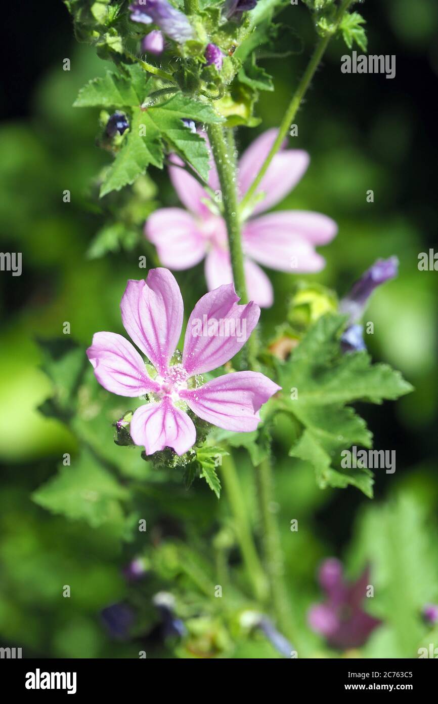common mallow, high mallow, tall mallow, Wilde Malve, Große Käsepappel