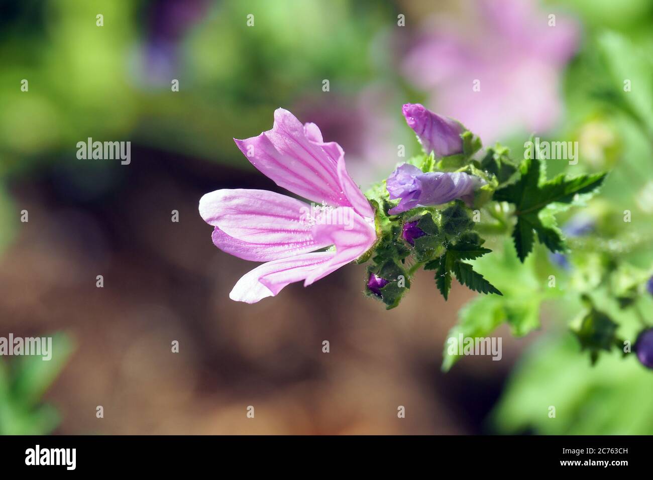 common mallow, high mallow, tall mallow, Wilde Malve, Große Käsepappel, Rosspappel, Malva sylvestris, erdei mályva Stock Photo