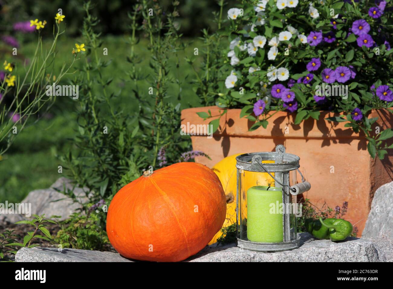 Pumpkin with flowers and herbs in the garden Stock Photo