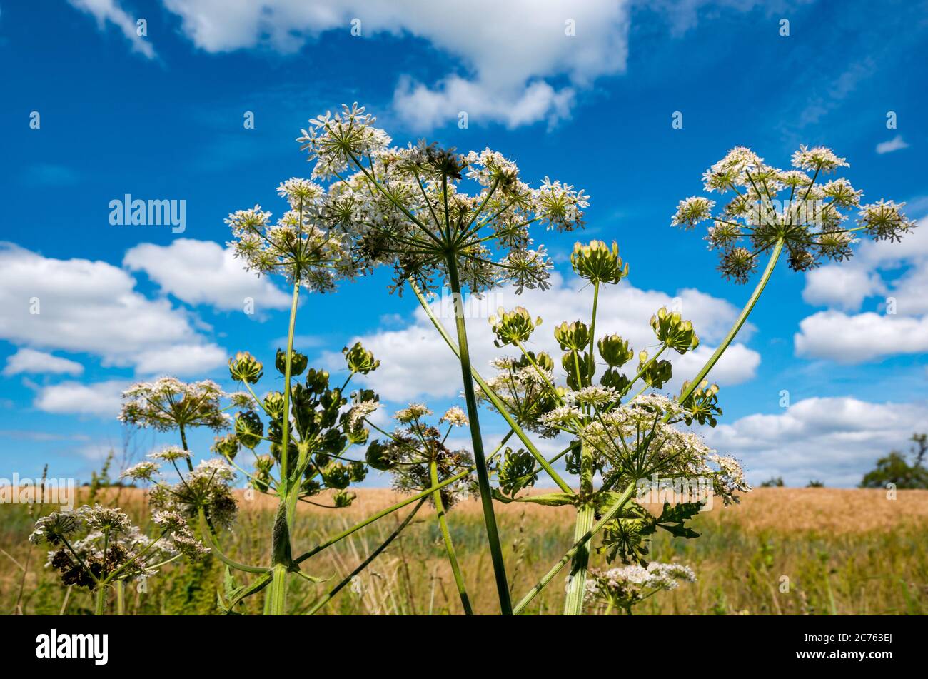 Cow parsley, Anthriscus sylvestris, growing in Summer sunshine against a sunny blue sky, East Lothian, Scotland, UK Stock Photo
