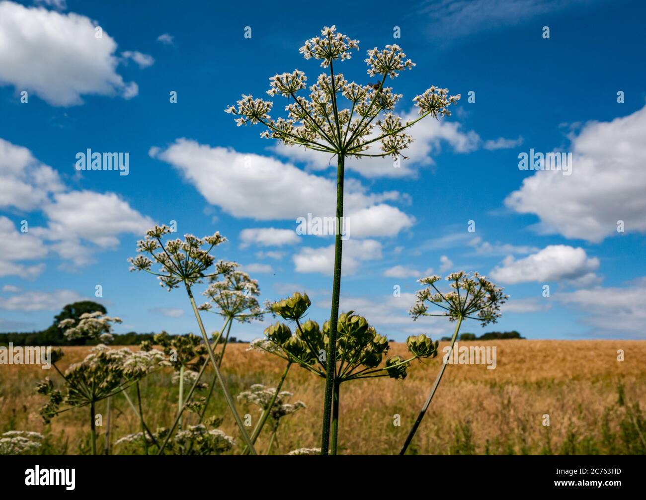 Cow parsley, Anthriscus sylvestris, growing in Summer sunshine against a sunny blue sky, East Lothian, Scotland, UK Stock Photo
