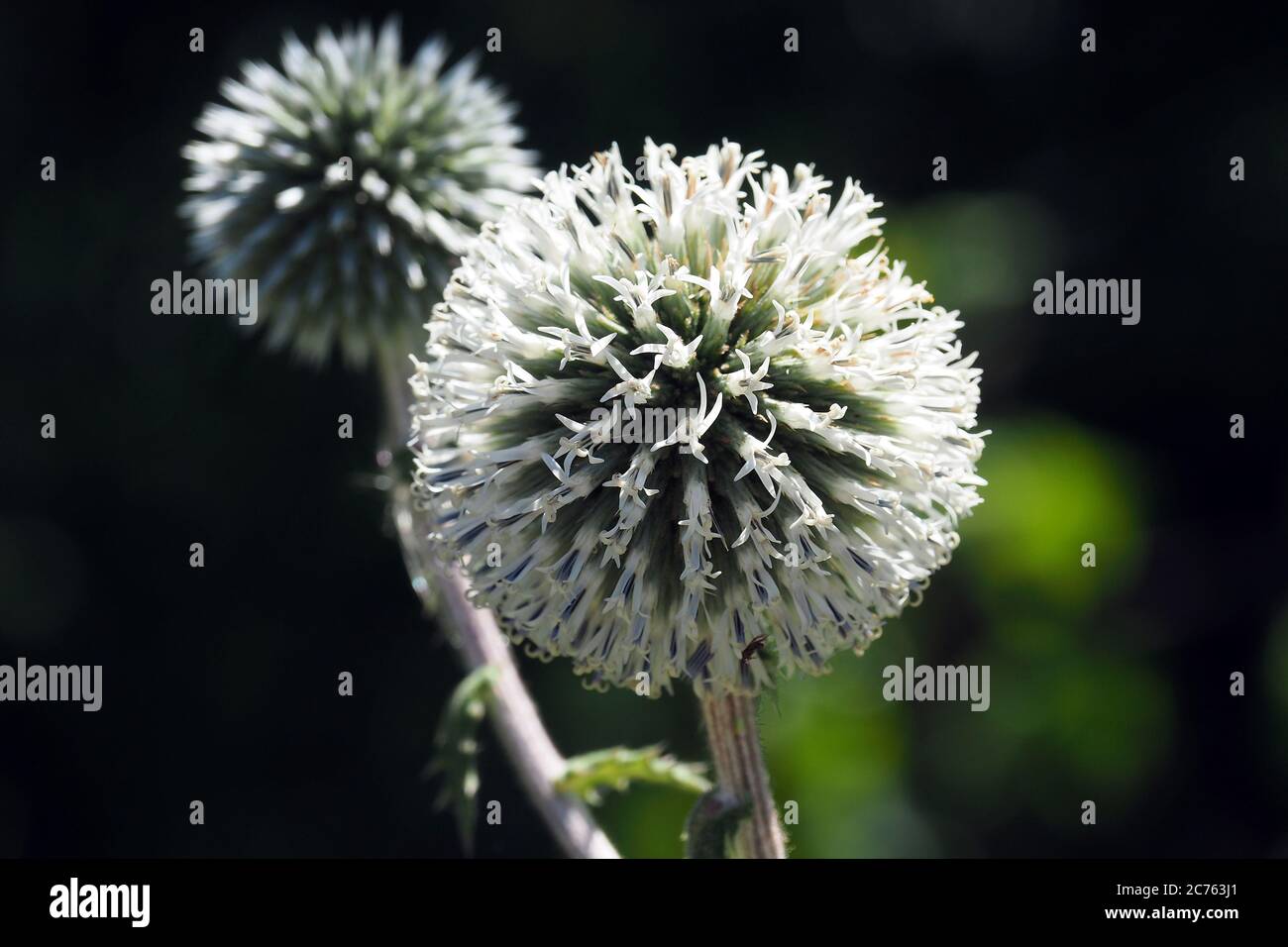 glandular globe-thistle, great globe-thistle, pale globe-thistle, Drüsenblättrige Kugeldistel, Echinops sphaerocephalus, fehér szamárkenyér Stock Photo