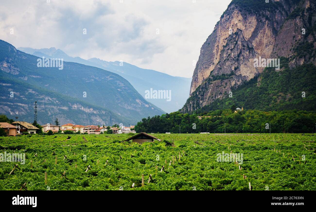Vinyards, House, Grape fields, Adige Valley, near Bolzano and Trento, Trento, South Tyrol, Italy Stock Photo