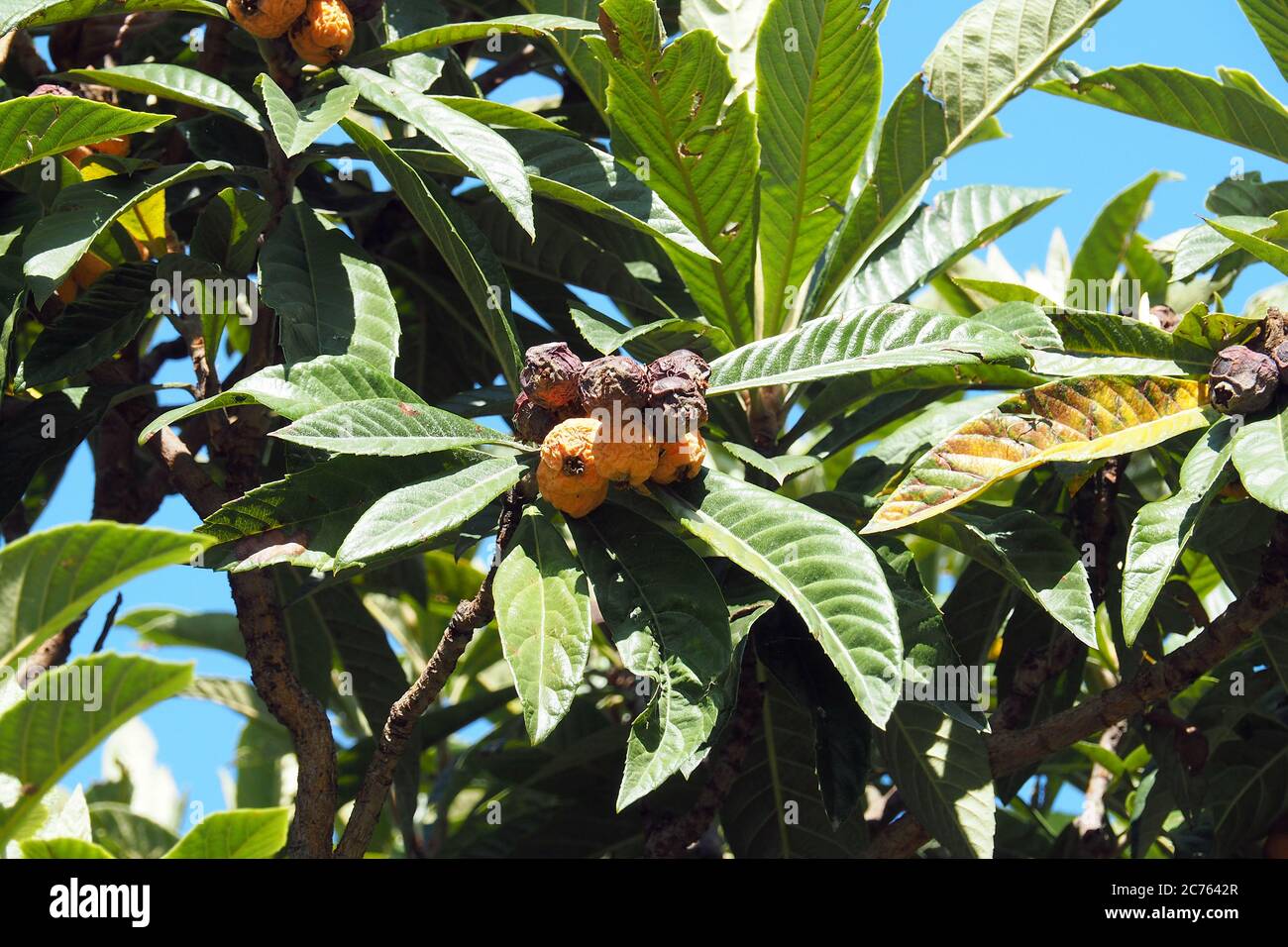 Japanese medlar, Loquat, Japanische Wollmispel, Loquat, néflier du Japon, Eriobotrya japonica, japánnaspolya Stock Photo