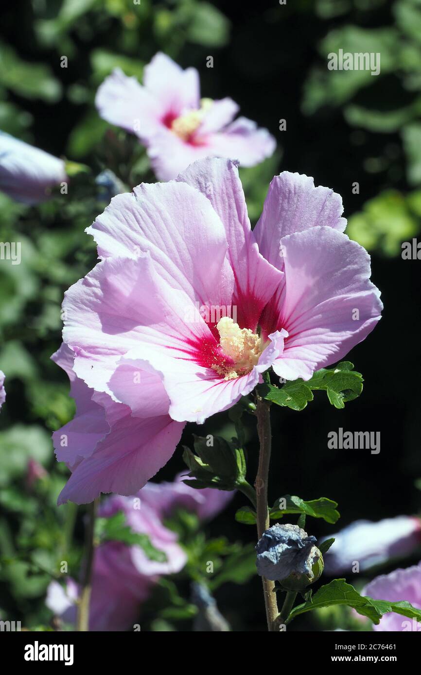 Korean rose, Syrian ketmia, shrub althea, rose mallow, Straucheibisch
