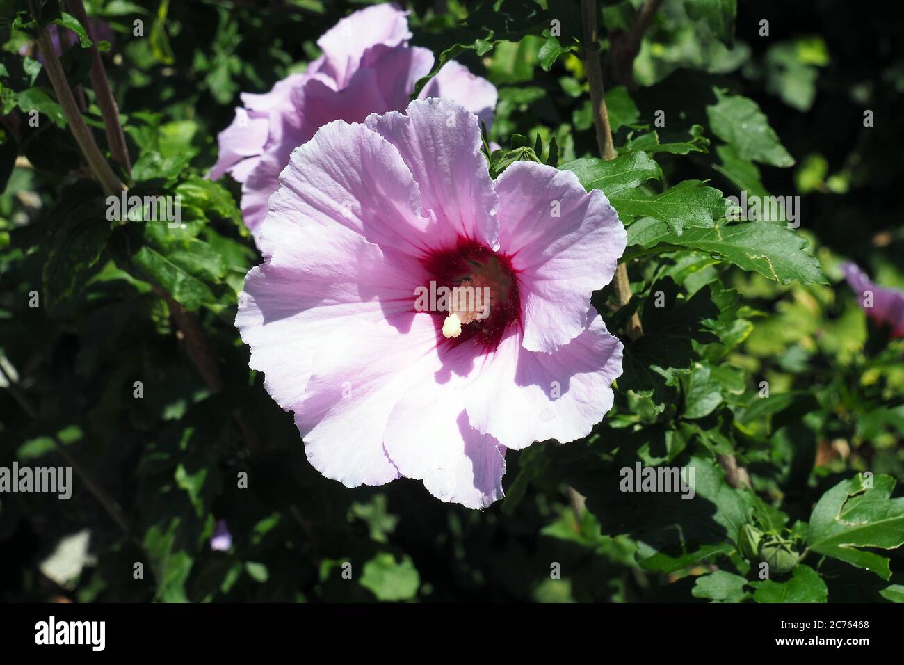 Korean rose, Syrian ketmia, shrub althea, rose mallow, Straucheibisch