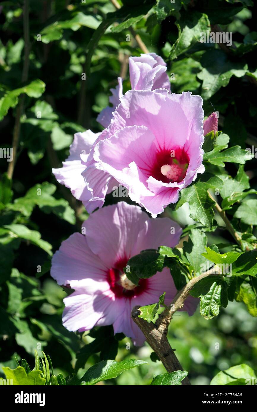 Korean rose, Syrian ketmia, shrub althea, rose mallow, Straucheibisch