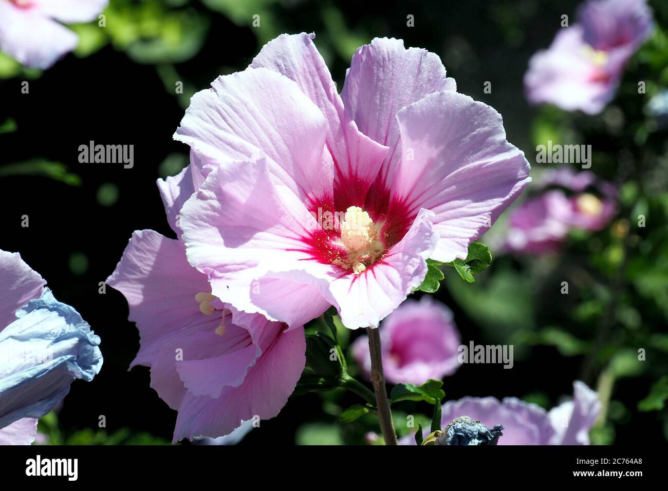 Korean rose, Syrian ketmia, shrub althea, rose mallow, Straucheibisch
