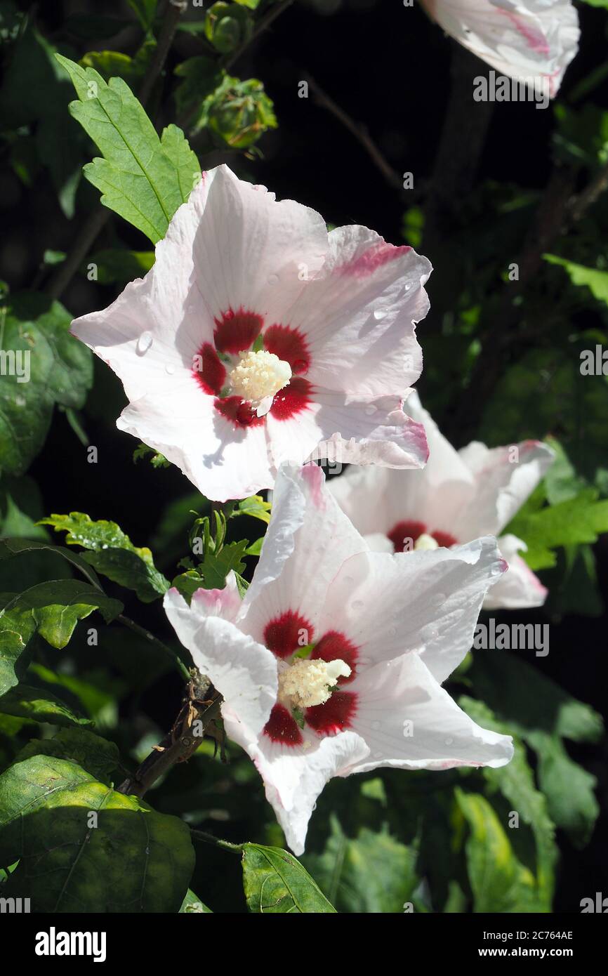 Korean rose, Syrian ketmia, shrub althea, rose mallow, Straucheibisch