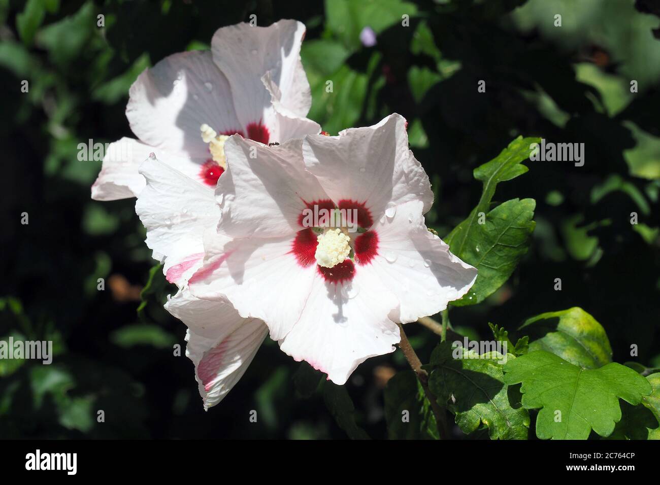Korean rose, Syrian ketmia, shrub althea, rose mallow, Straucheibisch