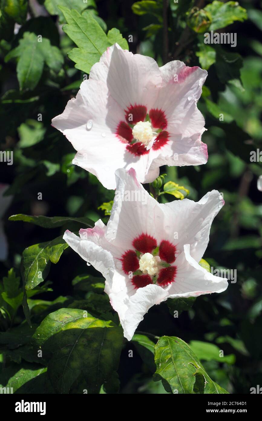 Korean rose, Syrian ketmia, shrub althea, rose mallow, Straucheibisch