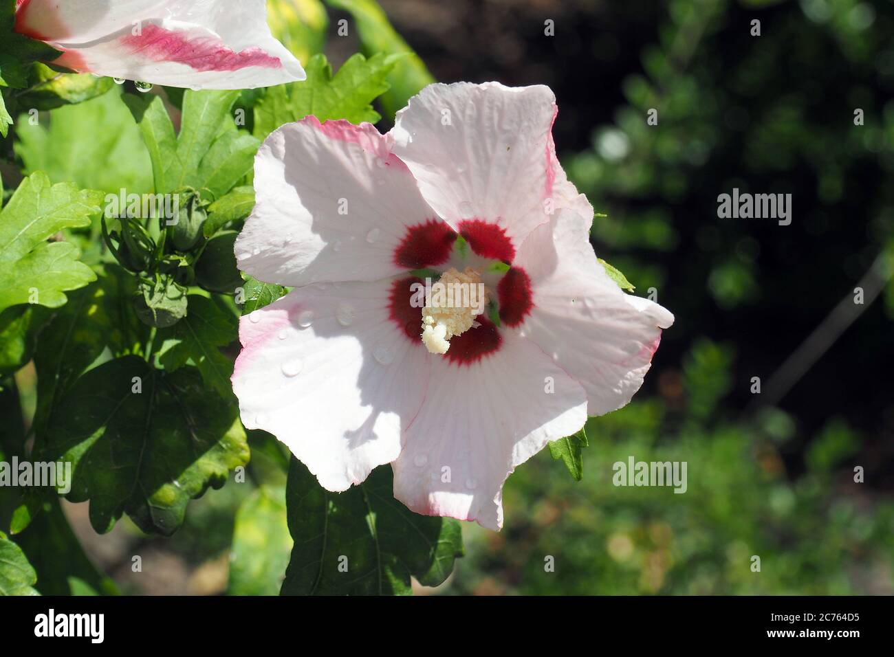 Korean rose, Syrian ketmia, shrub althea, rose mallow, Straucheibisch