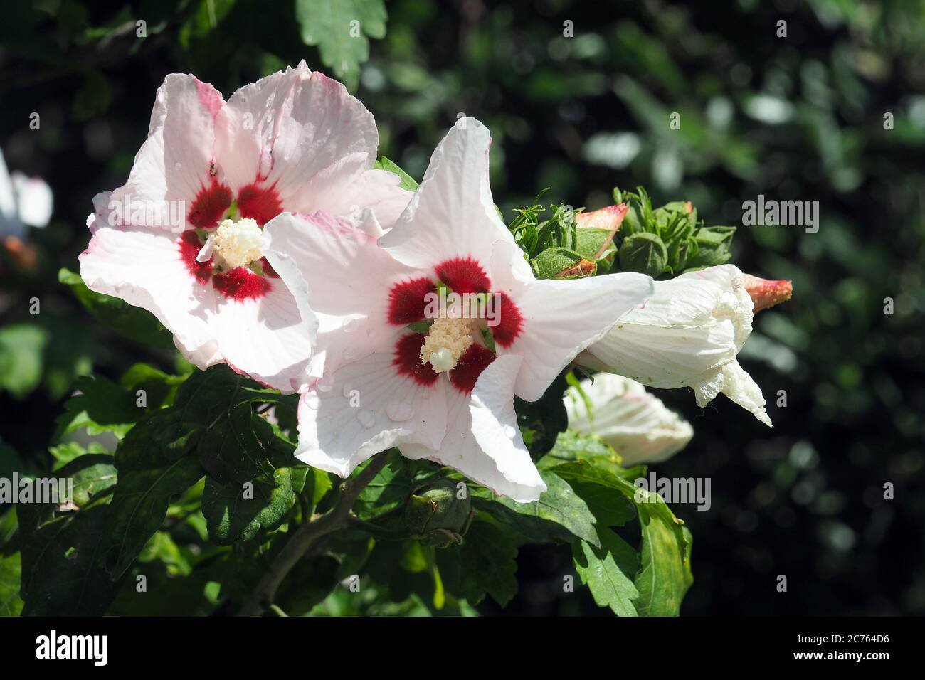 Korean rose, Syrian ketmia, shrub althea, rose mallow, Straucheibisch